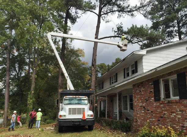 Best Tree Removal  in Newfield, NJ